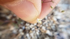 Nemacladus sigmoideus