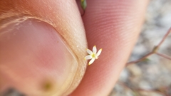 Nemacladus sigmoideus