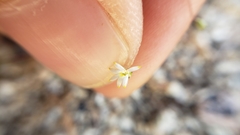 Nemacladus sigmoideus