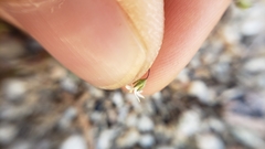 Nemacladus sigmoideus