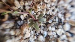 Nemacladus sigmoideus