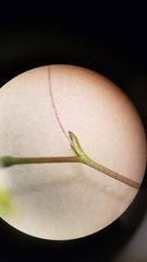 Nemacladus sigmoideus