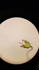 Nemacladus sigmoideus