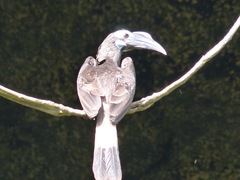 Anorrhinus galeritus