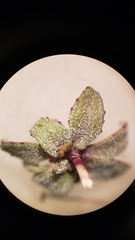 Nemacladus sigmoideus