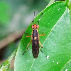 Thecomyia