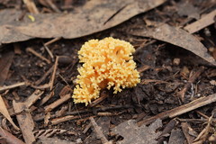 Ramaria xanthosperma
