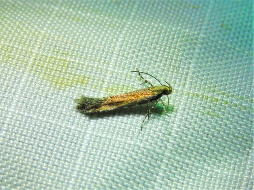 Gnorimoschema saphirinella photo 4