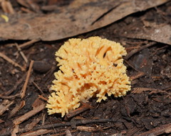 Ramaria xanthosperma