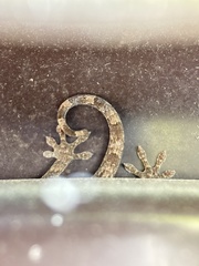 Gekko japonicus