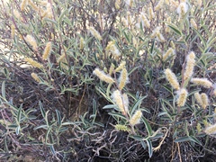 Salix breweri