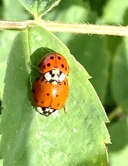 Harmonia axyridis