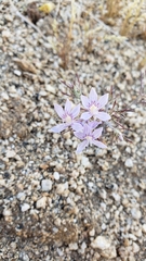 Eriastrum eremicum eremicum