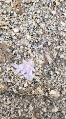 Eriastrum eremicum eremicum