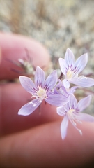 Eriastrum eremicum eremicum