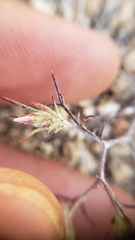 Eriastrum eremicum eremicum