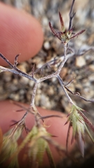 Eriastrum eremicum eremicum