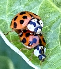 Harmonia axyridis
