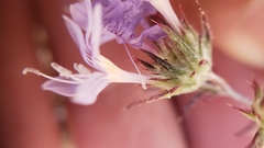 Eriastrum eremicum eremicum