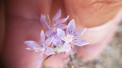 Eriastrum eremicum eremicum