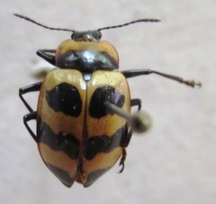 Oligocorynus zebra