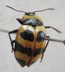 Oligocorynus zebra