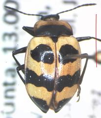 Oligocorynus zebra