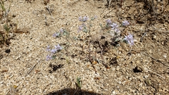 Eriastrum eremicum eremicum
