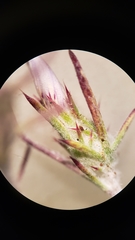 Eriastrum eremicum eremicum