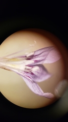 Eriastrum eremicum eremicum