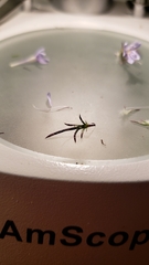Eriastrum eremicum eremicum