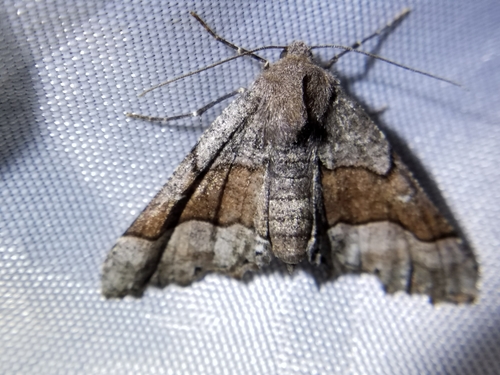 Behr's Pero Moth photo 3