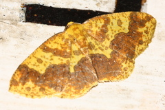 Melinodes fulvitincta