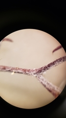 Eriastrum eremicum eremicum