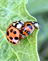 Harmonia axyridis