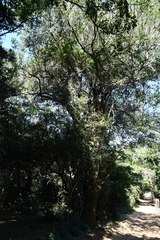 Cleistanthus schlechteri