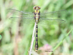 Ophiogomphus susbehcha
