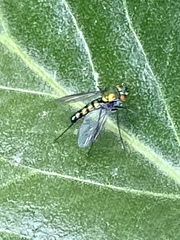 Condylostylus longicornis