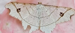 Macaria