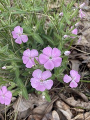 Silene caroliniana