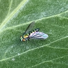 Condylostylus longicornis