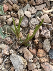 Mirabilis linearis linearis