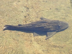 Hypostomus commersoni