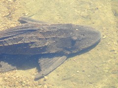 Hypostomus commersoni