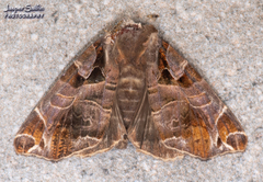 Calyptis