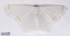 Sericoptera