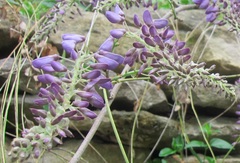 Wisteria sinensis