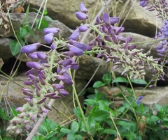 Wisteria sinensis