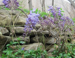 Wisteria sinensis