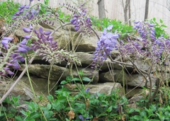 Wisteria sinensis